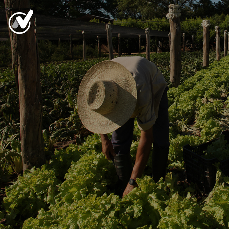 Cabecera AGRICULTURA - GANADERIA